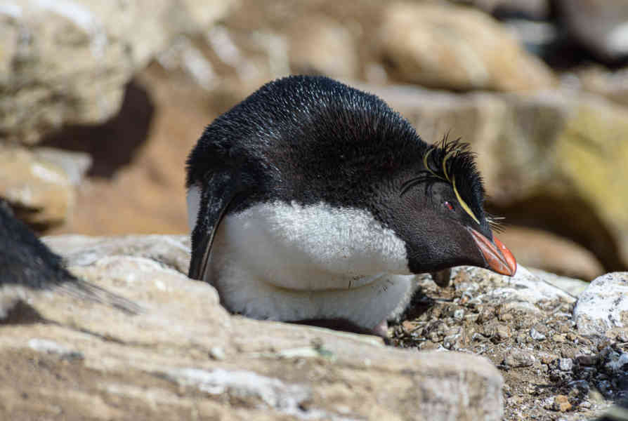 Pingüino Rockhopper - islas Falkland o Malvinas 22.jpg